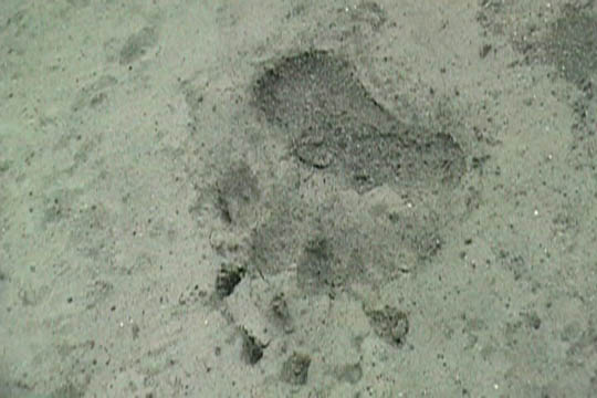 Beartrack