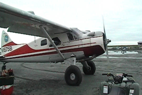 Beaver