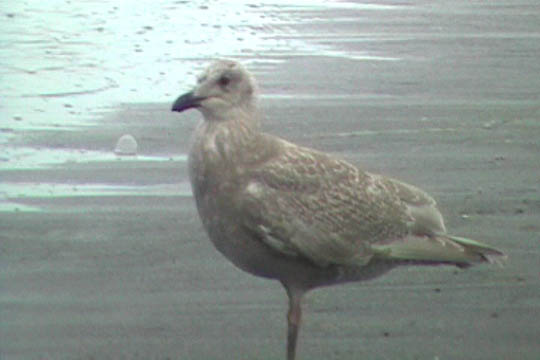 Seagull