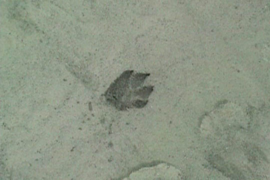 Wolfprint