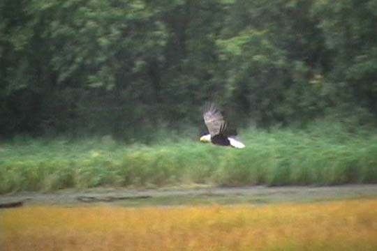 eagle2