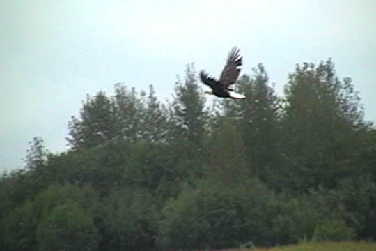 eagle3