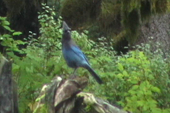 woodpecker2