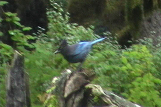 woodpecker3