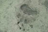 Beartrack