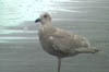 Seagull