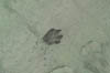 Wolfprint