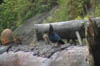 Woodpecker