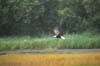 eagle2