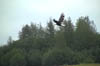 eagle3