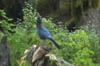 woodpecker2